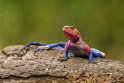 079 Masai Mara, agama mwanzae